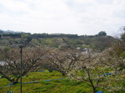 【和歌山県】日本一の梅の里・南部（みなべ）梅林