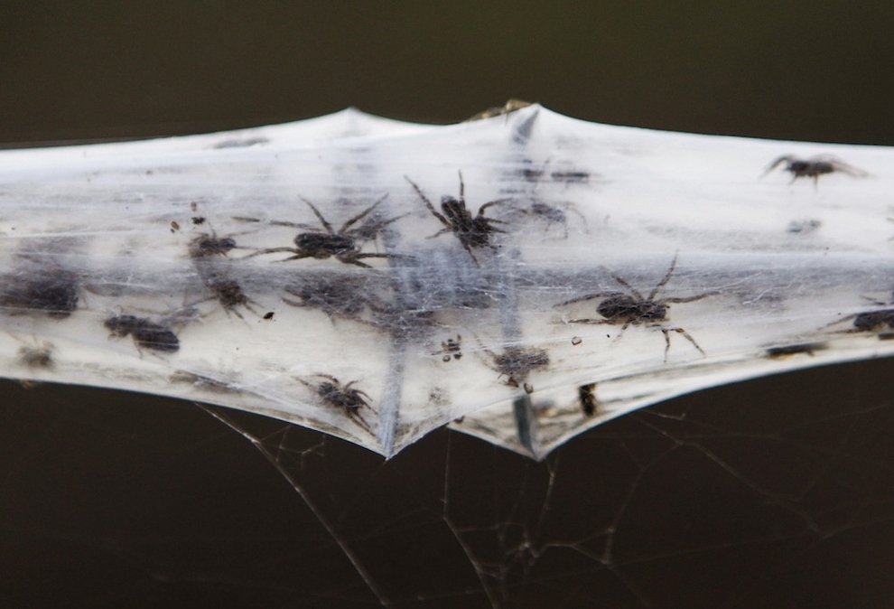 Kansas McKay Huge spider web spinning out of control in Australia