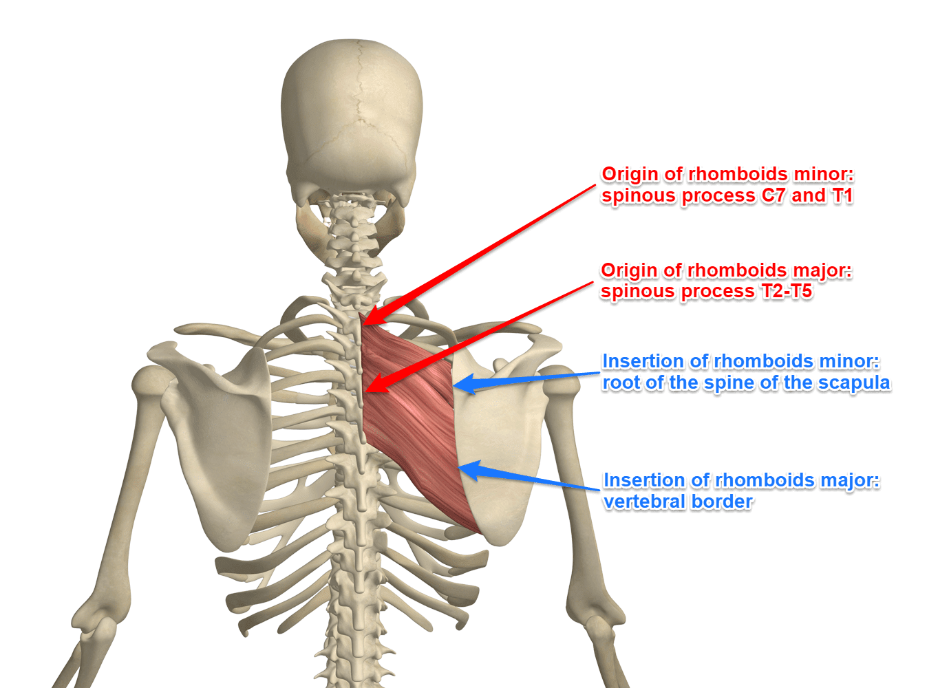 Rhomboid muscles - Medically