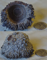 Large acorn cap resting beside a quarter coin for scale. Acorn cap is about three times as wide as the coin. Top half of image shows cap on its side, bottom half shows cap resting upright.