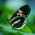 Objek Wisata di Bali, Taman Kupu-kupu Bali (Bali Butterfly Park) di Tabanan, Liburan ke Bali, Paket Tour 