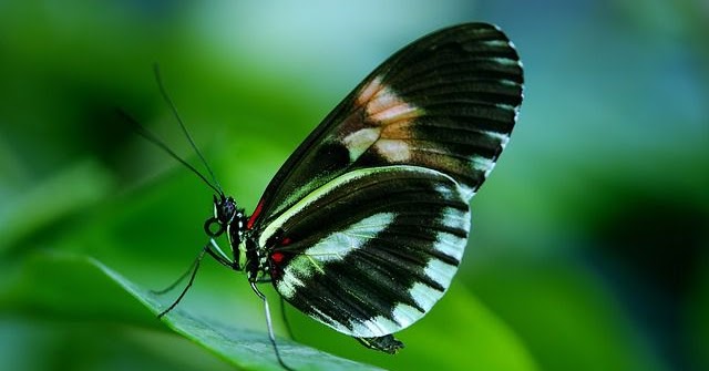 Taman Kupu Kupu Bali Bali Butterfly Park Di Tabanan