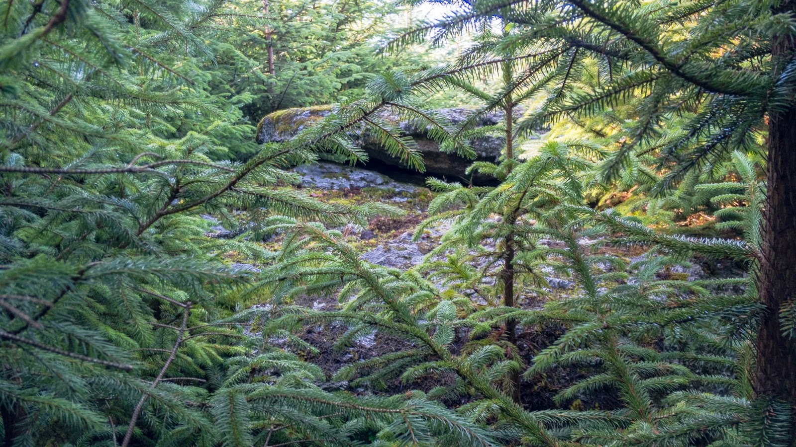 Max Piper Tor Bagger Dartmoor Finding the elusive Lowton Borough Rocks