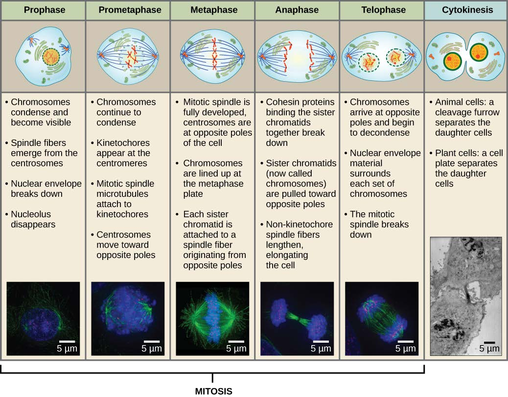 Lets Go Blog (Science, Technology and Information) THE CELL CYCLE