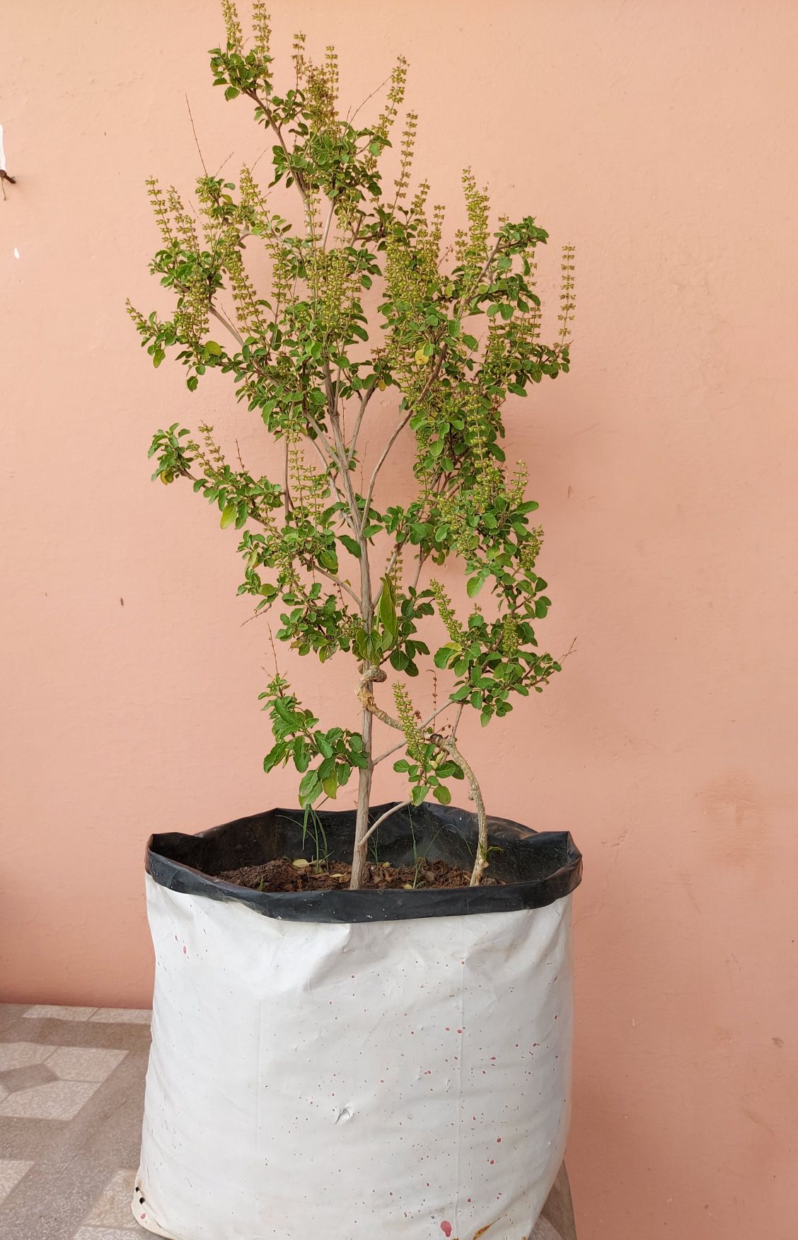 Why are Tulsi plant dying in winter (6 main reasons)