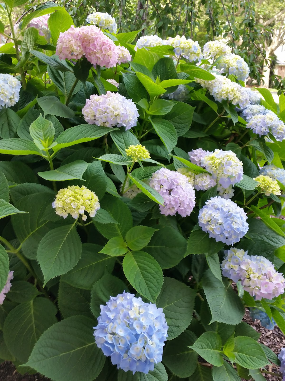 The Next Stage Women And Retirement The Hydrangeas Are Back