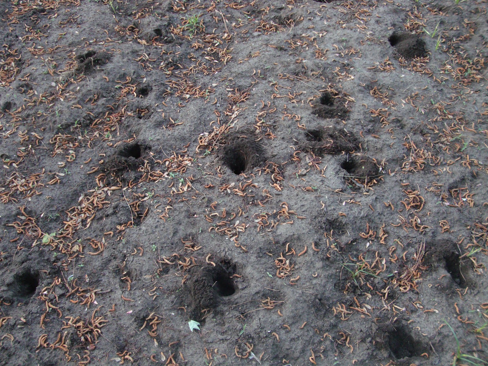 Back Yard Organic Vegetables Harvest Monday for April 9th, 2012.