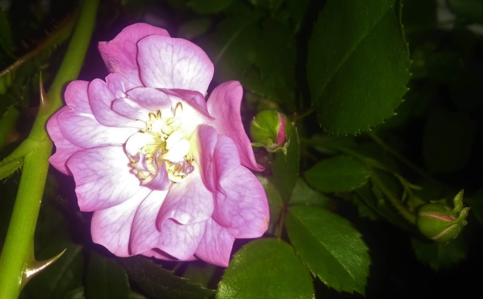 Klimakterie häxan Rosornas krig