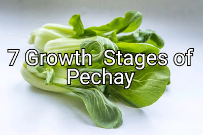 growth stages of pechay