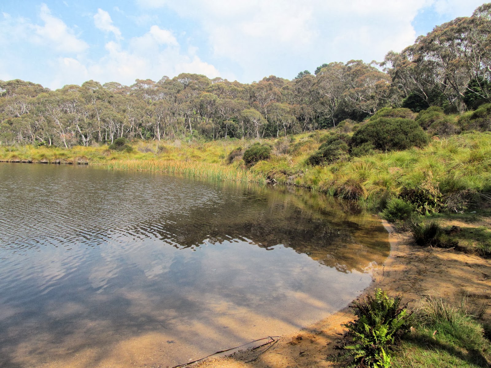 Wentworth Falls Lake Reserve Our Walks