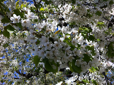 Flower-Uppsala-2011