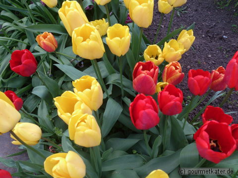 Tulpen
