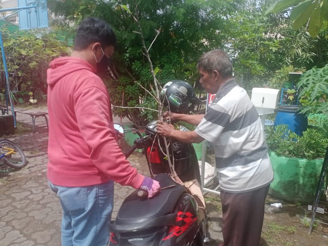 BAHAGIANYA BISA BERBAGI CANGKOKAN BUAH TIN KEPADA MASYARAKAT UNTUK JADIKAN LINGKUNGAN YANG HIJAU, ASRI, DAN NYAMAN