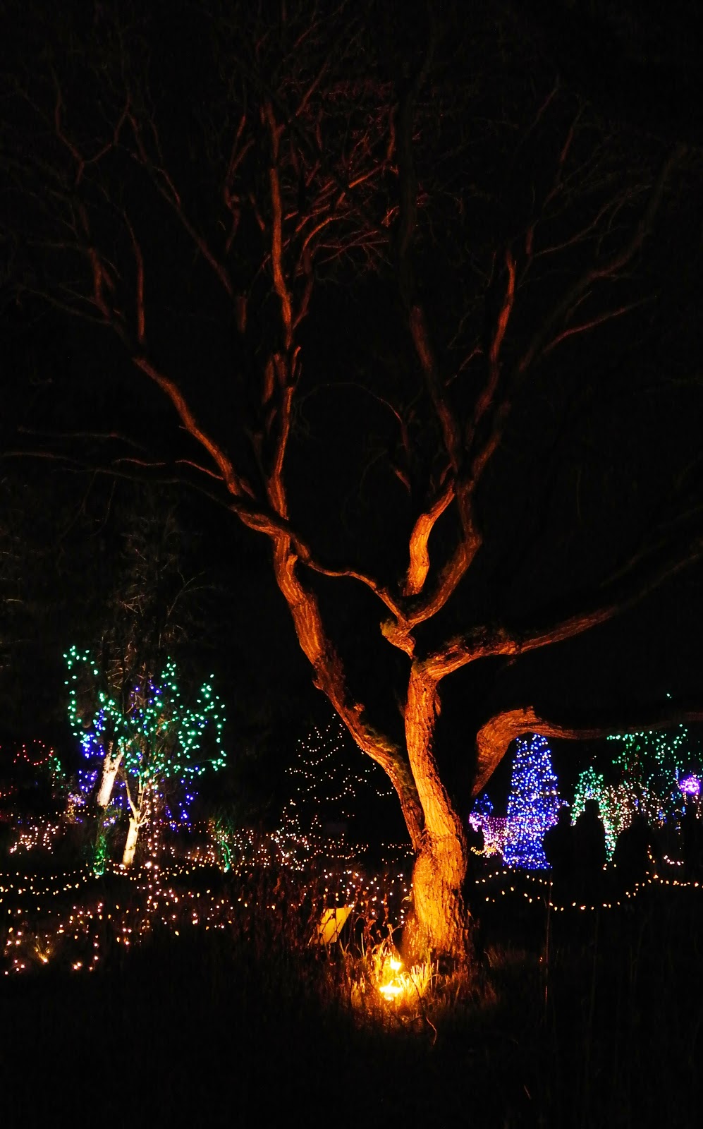 vivian in stitches Christmas Lights, Van Dusen Gardens