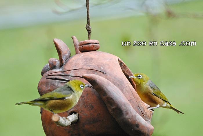 Pareja de Zosterops lateralis en un comedero