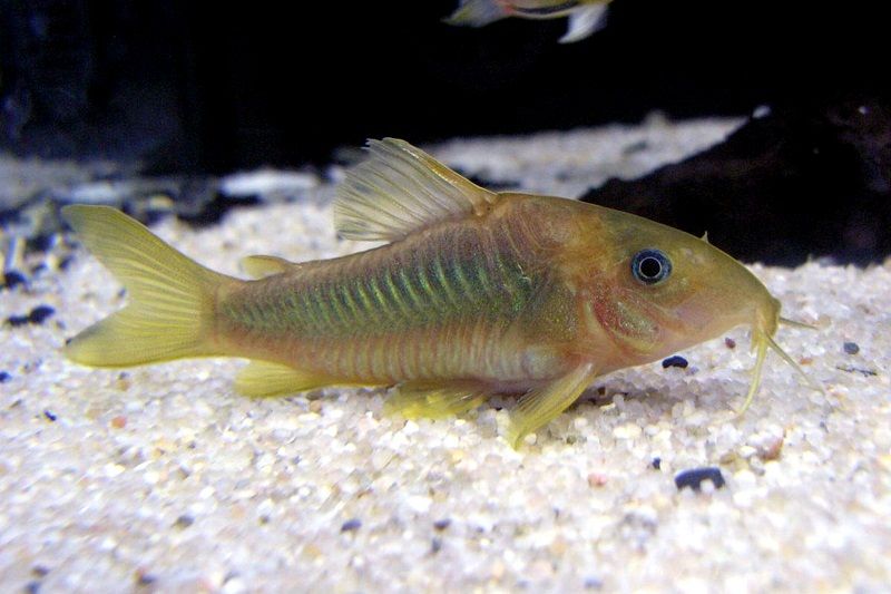 Gambar Corydoras