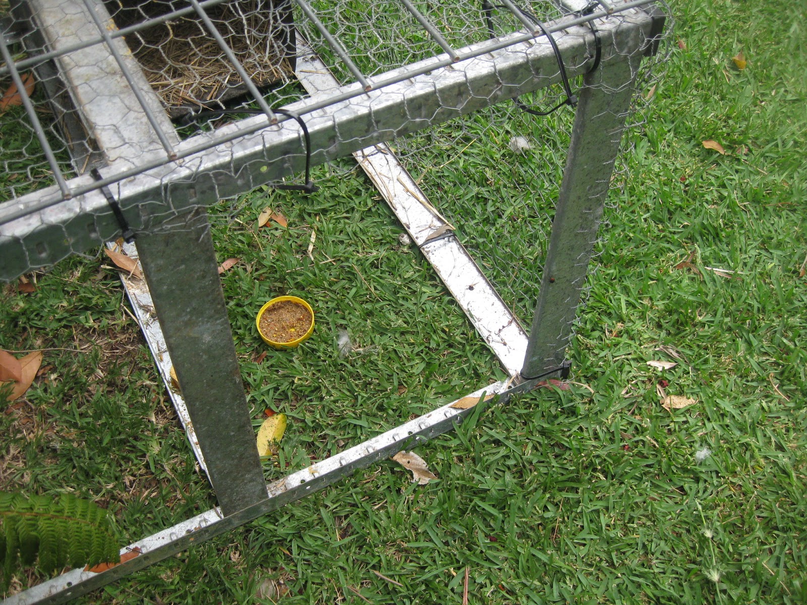 Making an isolation pen for a chicken...