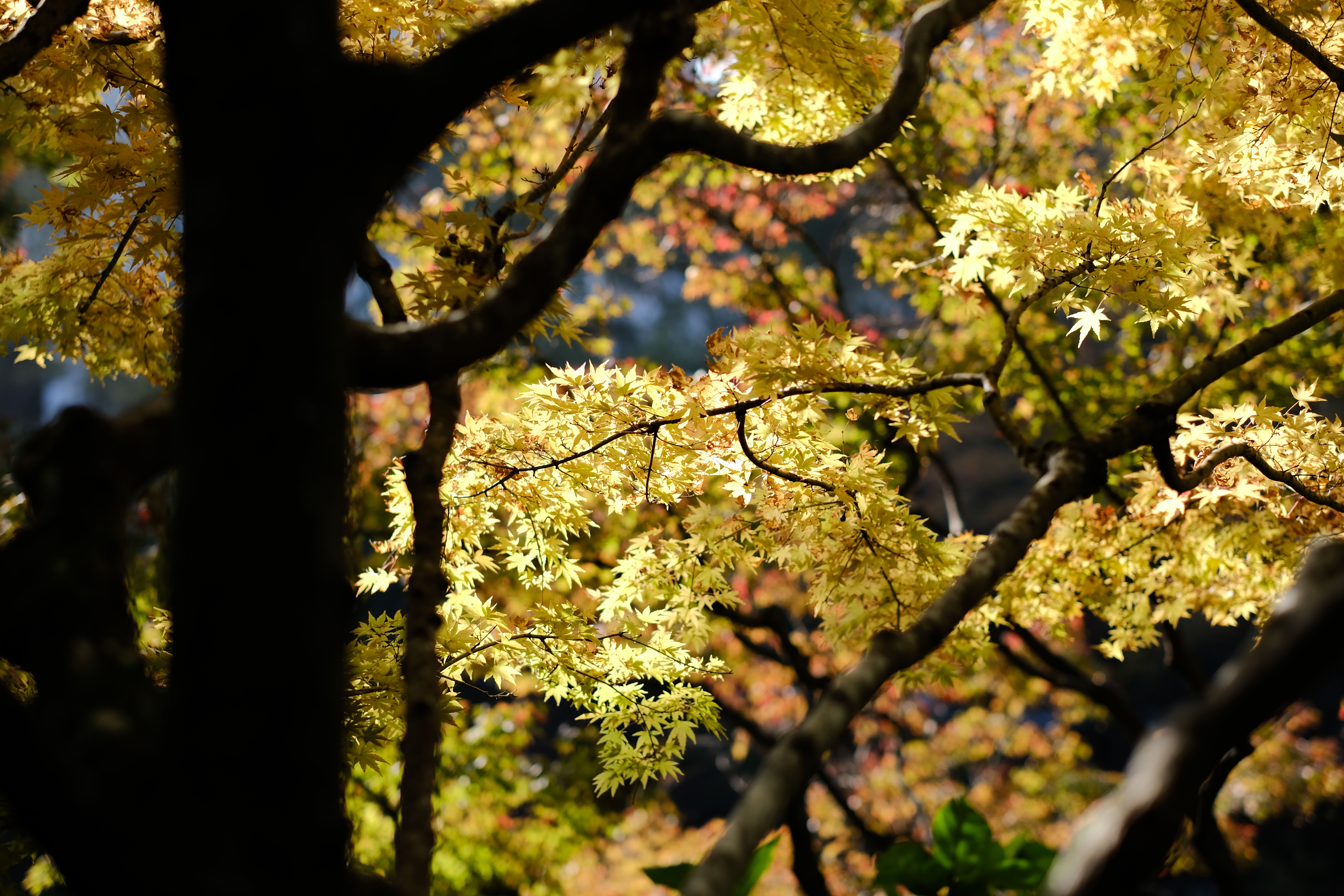 DSCF0179.JPG