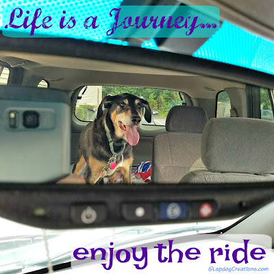 rescue dog in car rearview mirror