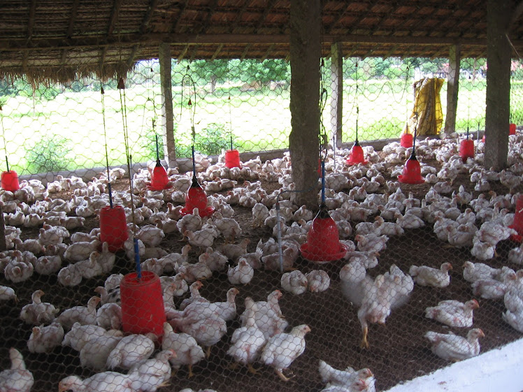 Poultry Farming: February 2011