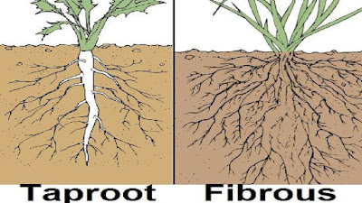 Tap root system and Fibrous root system