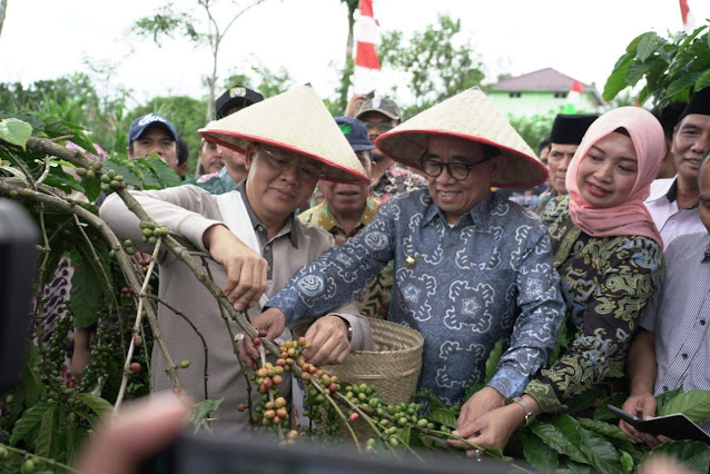 gubernur bengkulu memetik dan memanen kopi