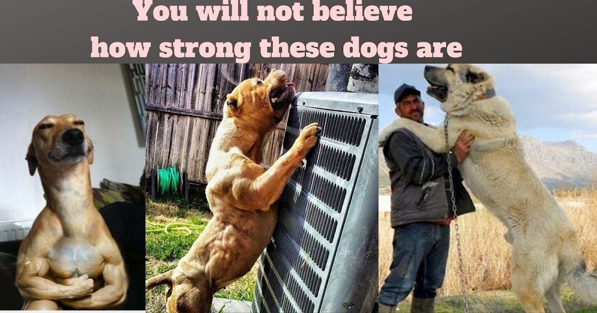 top ten powerful dogs