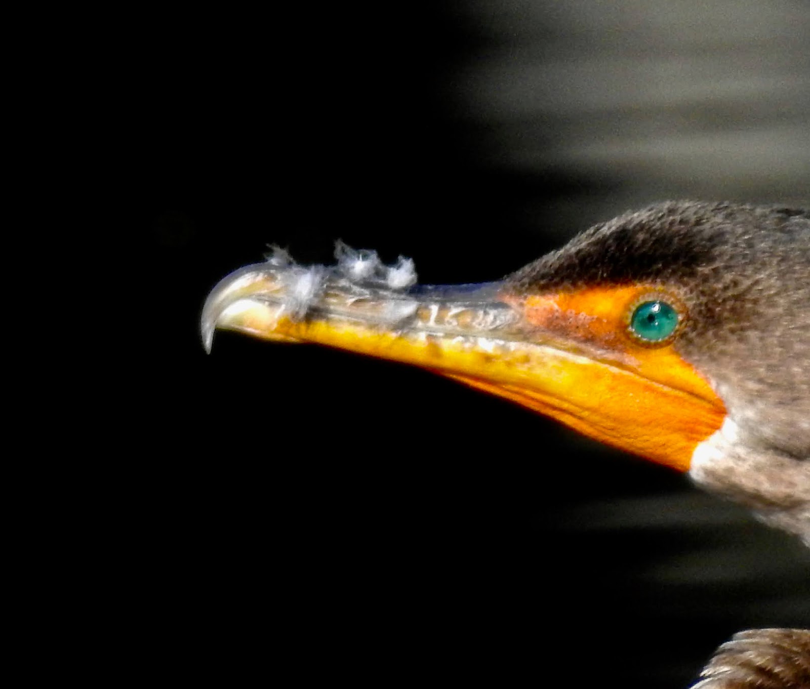 Wildewood Wonders: Red-bellied Woodpeckers' mating ritual