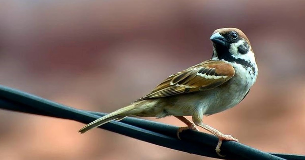 Cara mengusir burung masuk rumah