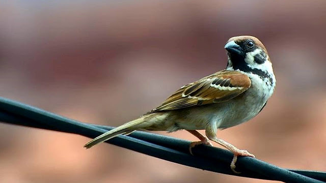 Cara mengusir burung dari rumah