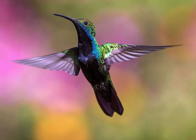 hummingbird hummingbird
