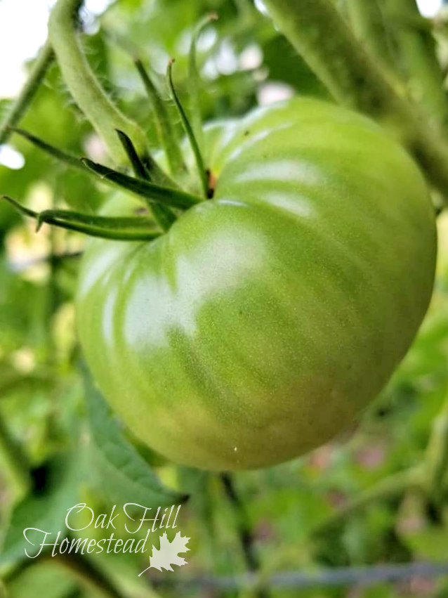 What to Do with Green Tomatoes in the Fall Oak Hill Homestead