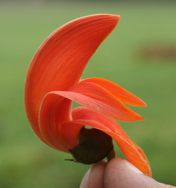 Findhuma Flower A Blog of Scenic Nature - Beautiful Creations of God : September 2013