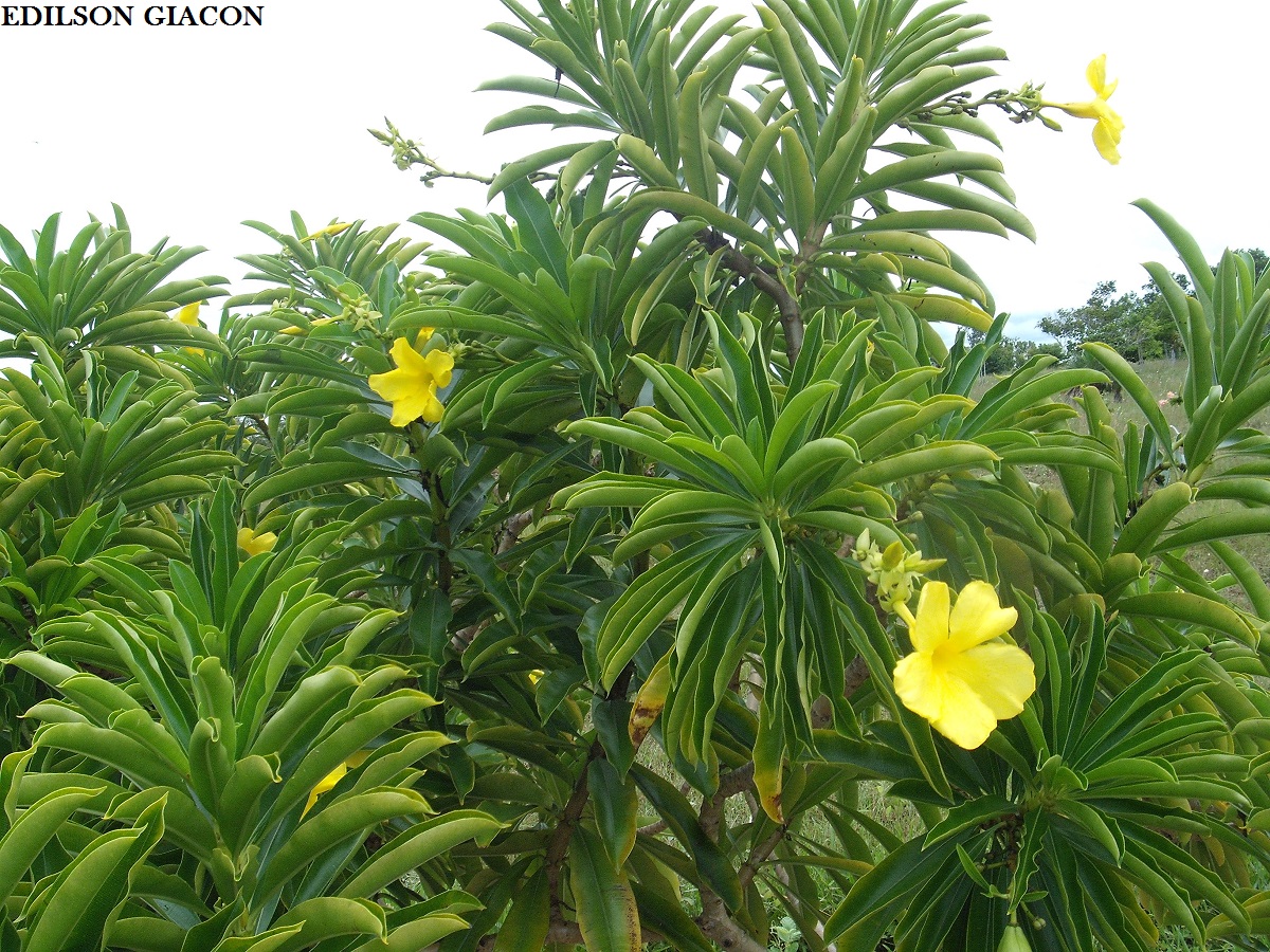 Viveiro Ciprest - Plantas Nativas e Exóticas: Alamanda Amarela Arbórea (  Allamanda laevis )