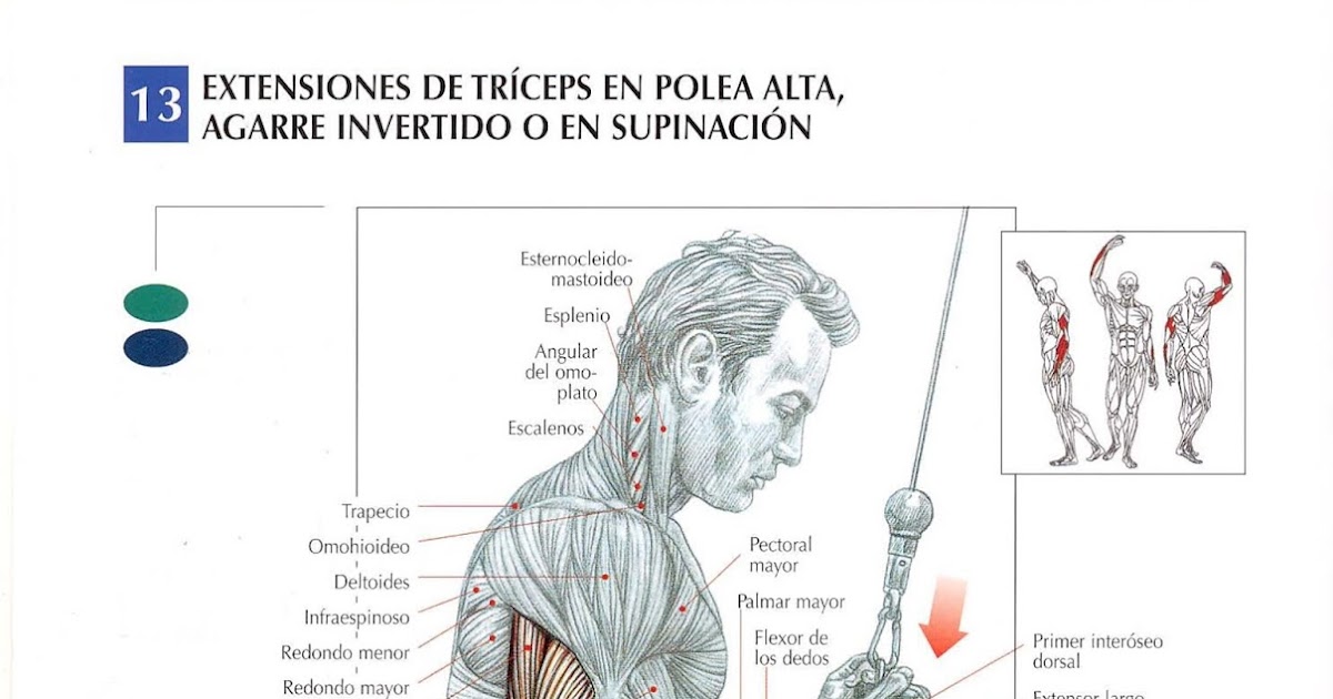 Ejercítate 365 EXTENSIONES DE TRÍCEPS EN POLEA ALTA, AGARRE INVERTIDO