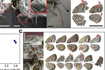mariposas afectadas por radiacion de nuclear japon