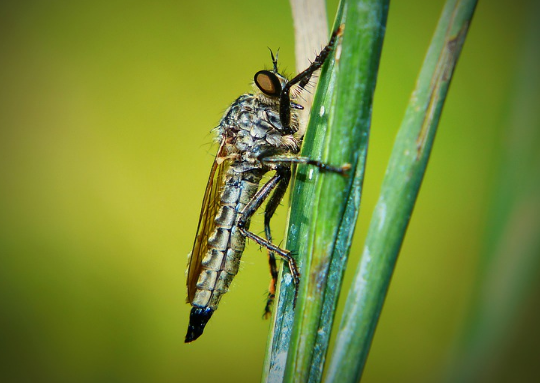 CONTOH PTK BIOLOGI SMA KELAS X MODEL PEMBELAJARAN LANGSUNG