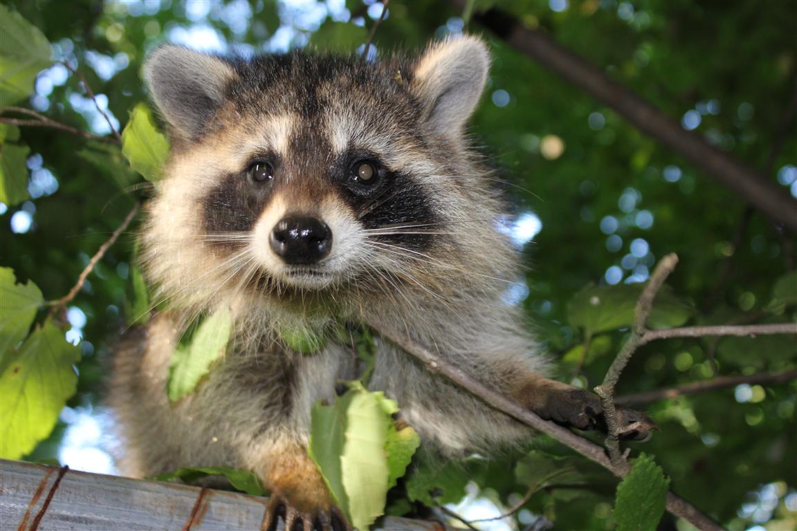 The Laughing Raccoon: August 2012