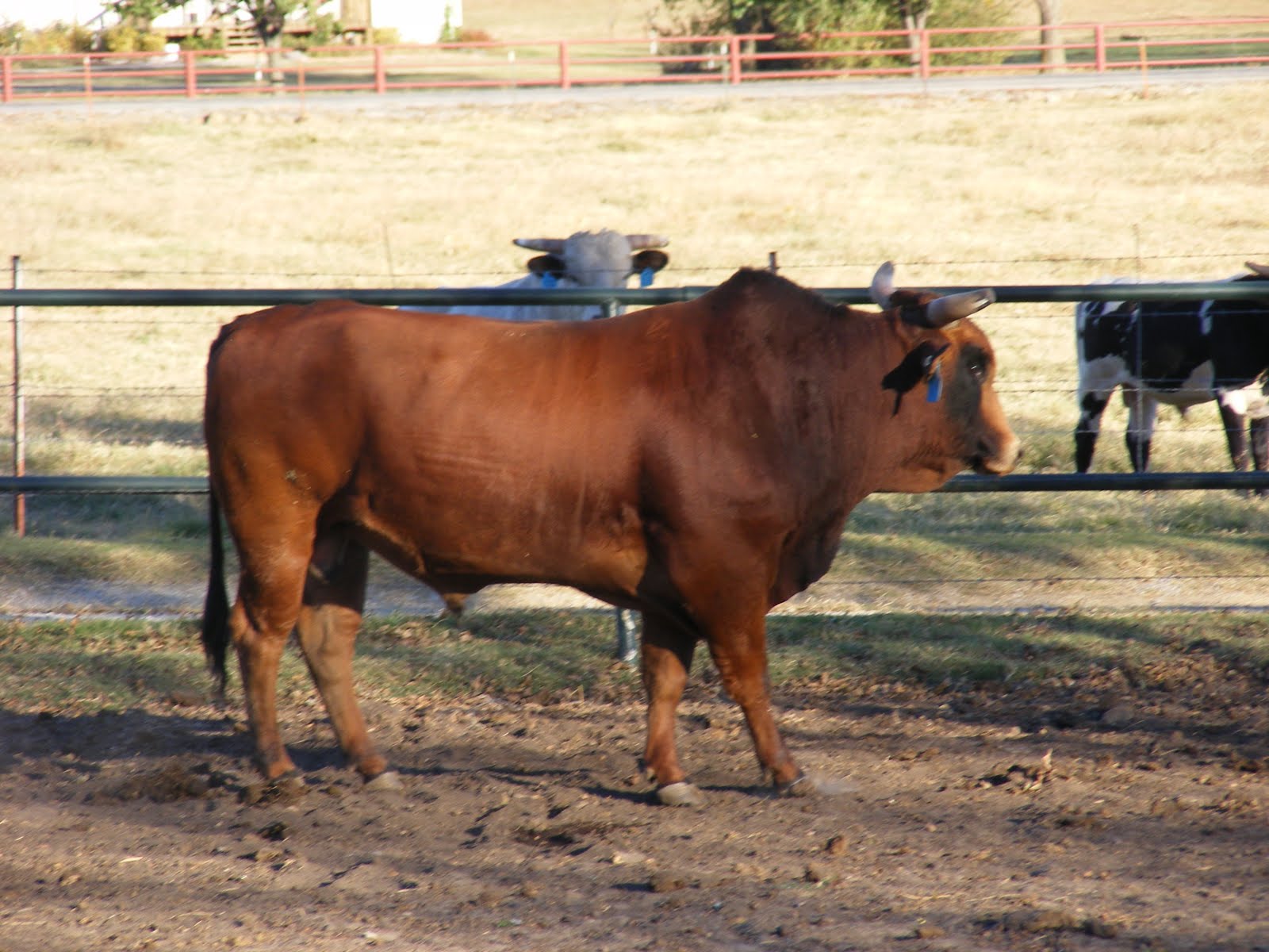 Bucking Bulls Winter training for bucking bulls and riders