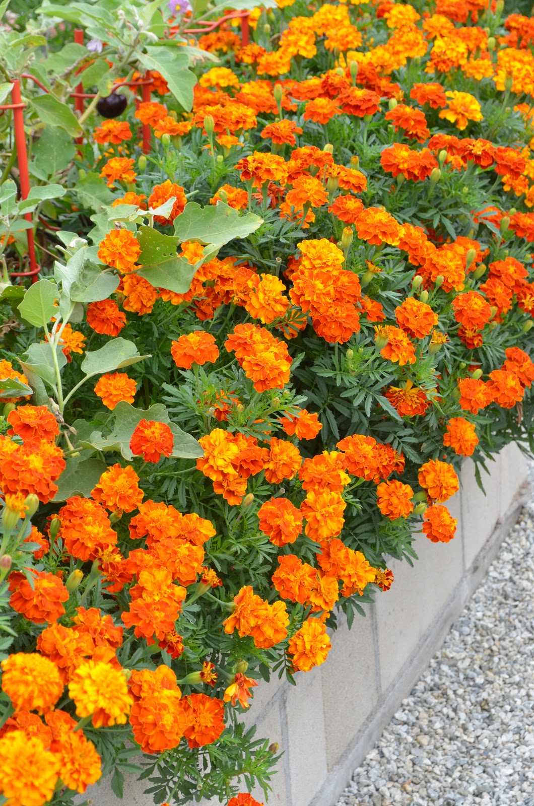 Entertaining From an Ethnic Indian Kitchen Rediscovering Marigolds