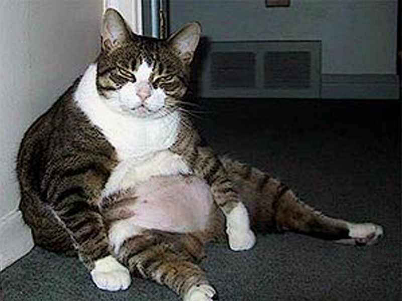 Foto-Foto Kucing Super Gendut - Iis Nurliyah