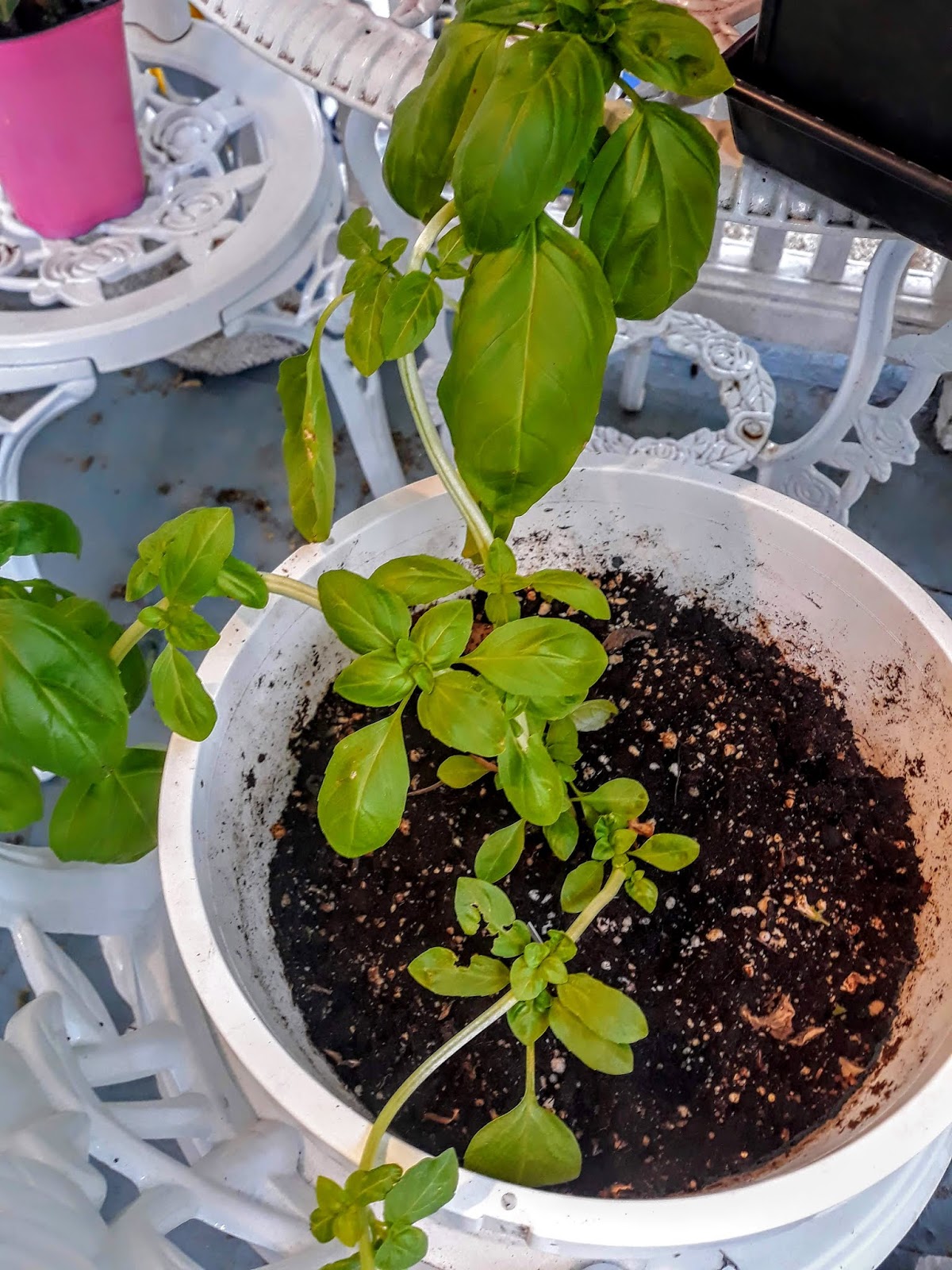 Writing Straight from the Heart Baby Tomatoes and Basil