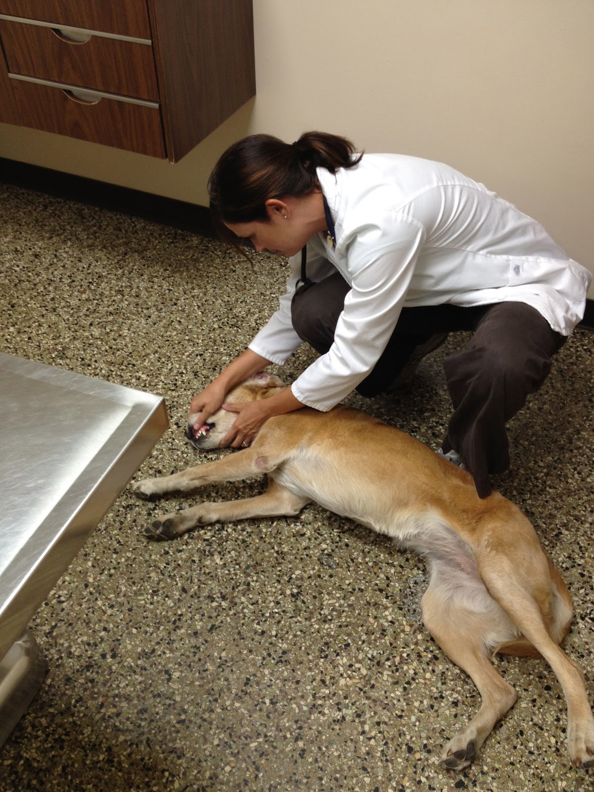 Such Good Dogs Flying dogs to Maui, Hawaii