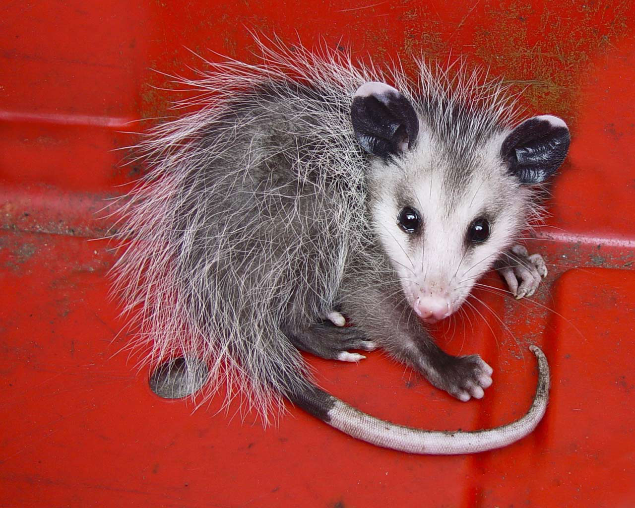 Opossum Wallpapers - Wallpapers