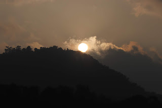 Photo of Among the Gaurs at Kotagiri 64/71 by Balachandra