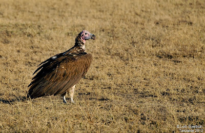 Lappet faced Vulture