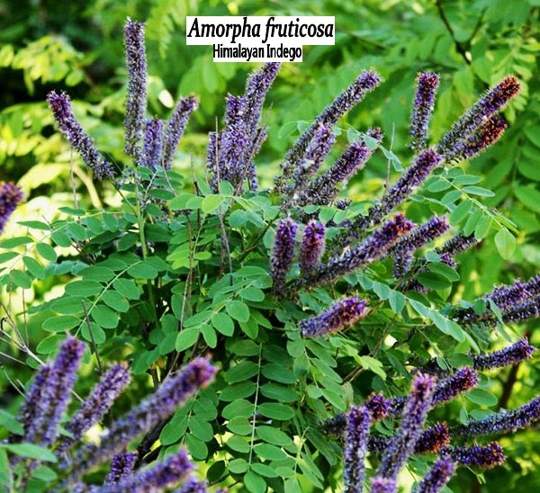 Medicinal Plants in India Jammu, Kashmir & Ladakh Medicinal Plants