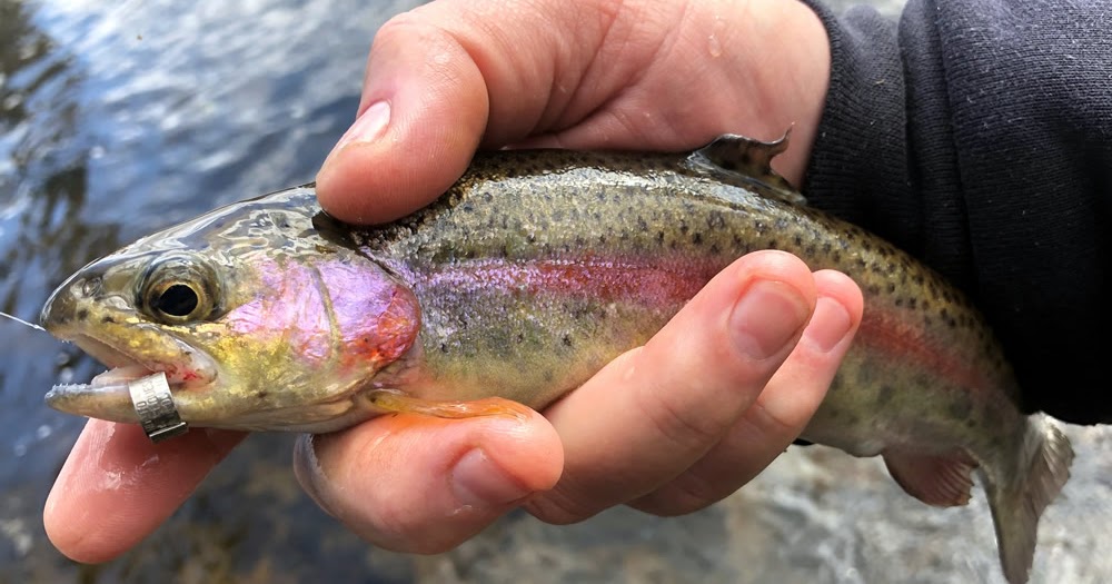 Endangered New Jersey Trout Season Is Open But Different