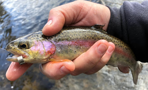 Endangered New Jersey: Trout Season Is Open - But Different Endangered New Jersey: Trout Season Is Open - But Different