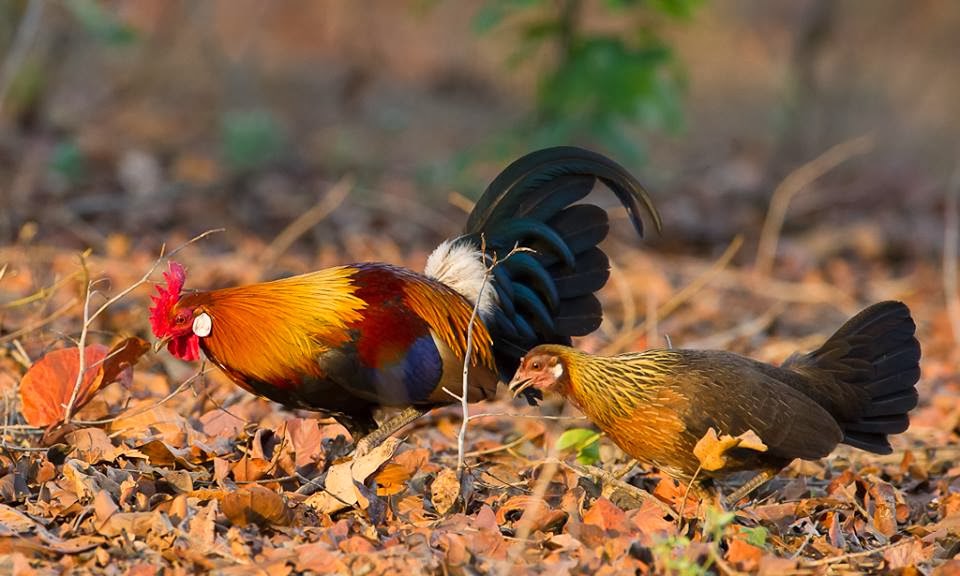 Memilih Denak Pikat Ayam Hutan Budgie Bird